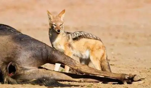 水牛成了鬣狗的大餐,鬣狗的进食方式很特别,你肯定猜不到