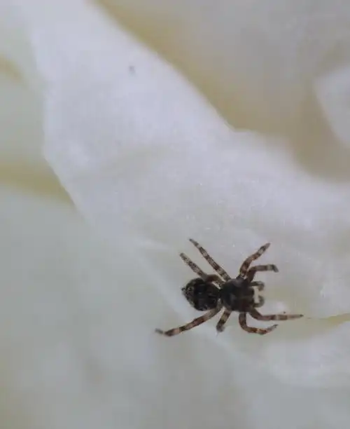 寻找(一只小跳蛛,约两毫米)