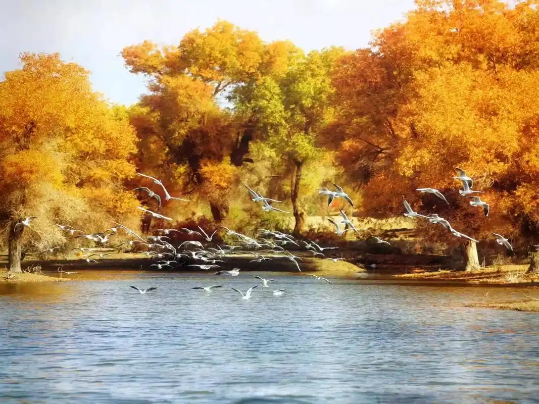 新疆刀郎部落景区,部分景观请大家欣赏,谢谢朋友们的关心和支持 - 抖