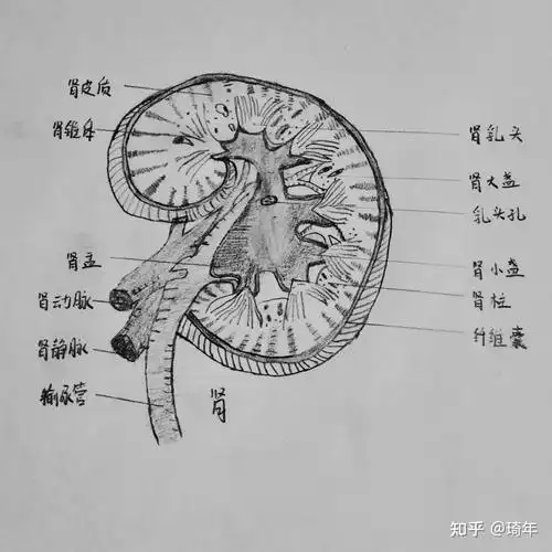 医学生的画画日常