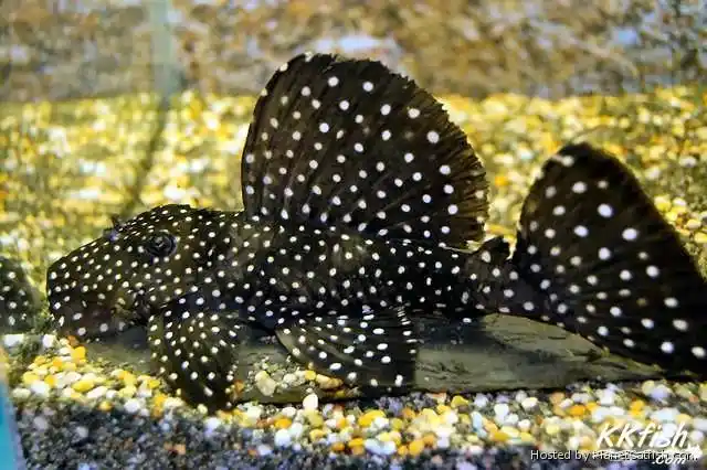 黑白双星坦克异型 l240 l241