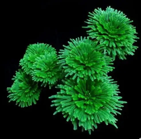 不死草植物图片