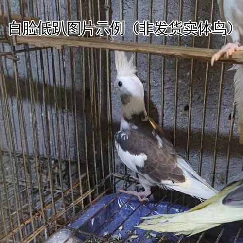 鹦鹉宠物特色玄风金头派特原始灰珍珠黄化黑牛白子高趴金冠鸟 白脸