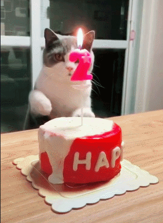 猫咪过生日吹蜡烛一吹即灭网友厉害了我的猫大人赞赞