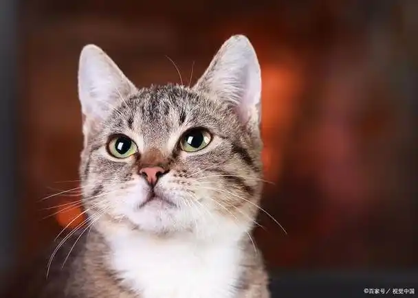 猫的耳朵的形状和特点