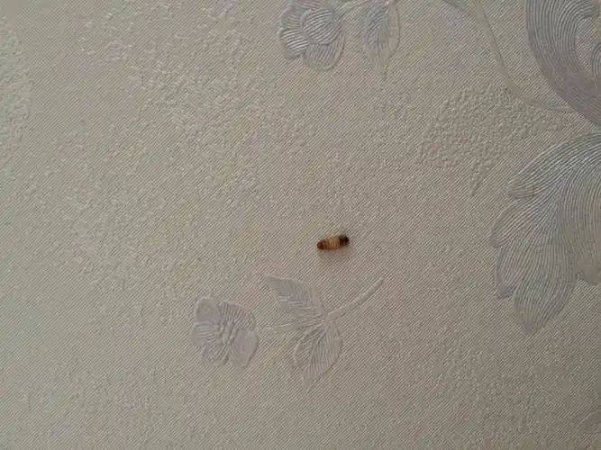 下发到您的手机 发送短信 分享到:  56 分钟前提问者采纳 皮蠹鞘翅目