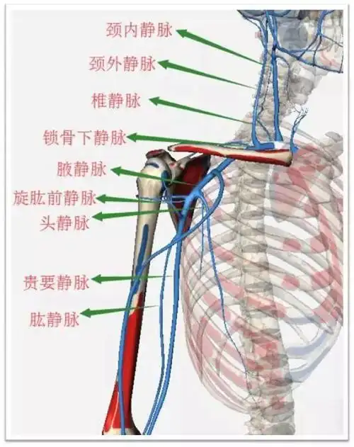 216上肢安身之道61中医针灸针灸基础肩部血管与神经
