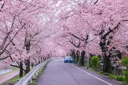 远都不要停,没有尽头,两排樱花树真是太壮观了,这样的景色,就是在鸭川
