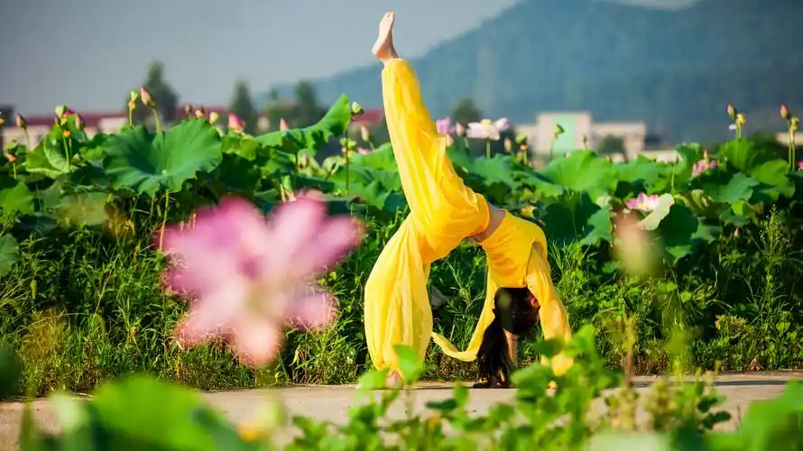 一场瑜伽与荷花的美丽约会