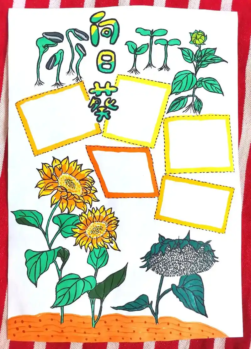 美美的向日葵手抄报来喽,都来围观我们的向日葵是怎么生长起来的 - 抖