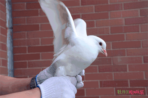 带着整个编辑部去扫荡,终于找到了牡丹江zui销魂的烧鸽子!