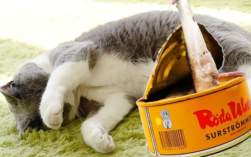 给猫吃鲱鱼罐头,猫以为是屎._哔哩哔哩_bilibili
