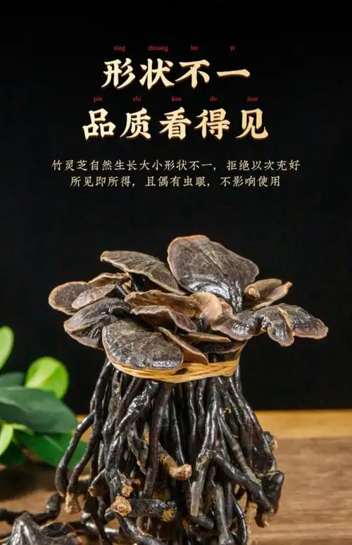 竹灵芝野生竹灵芝云南半野生竹节灵芝小红灵芝长颈灵芝 自然生长 整枝