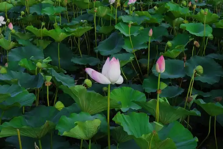 蓝天白云风凉快