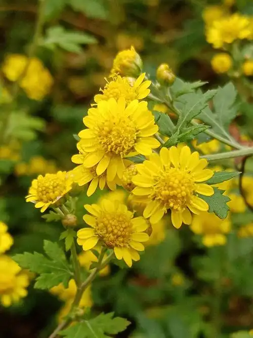 一场秋雨一场寒,瑟瑟的秋风吹开了野菊花.