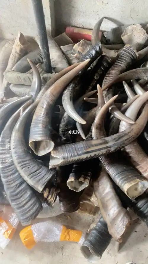 国内顶级白水牛角