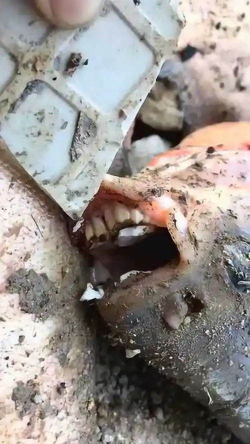 很多人要看鲳鱼的牙齿如你们所愿牙齿比我整齐