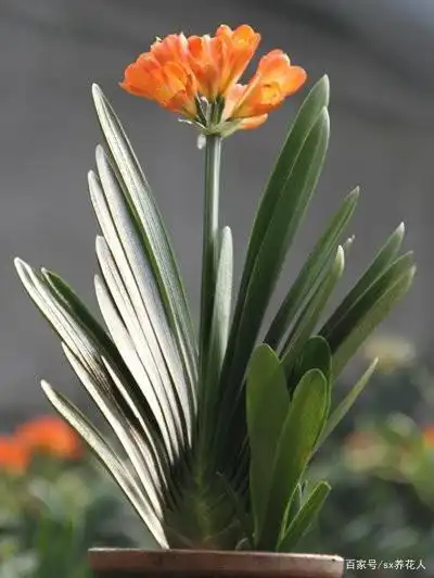 君子兰养护注意这几点?就能养出花大色艳的君子兰