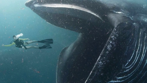 人被鲸鱼吞掉后还有生还的机会吗进鲸鱼肚子里看看就知道了