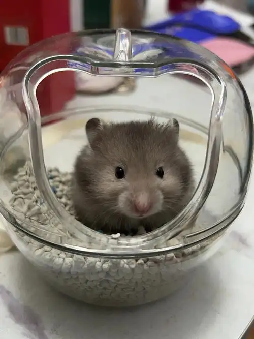 分享一只小乖乖00