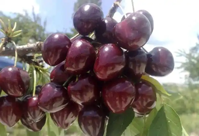 加拿大巨人大樱桃特点