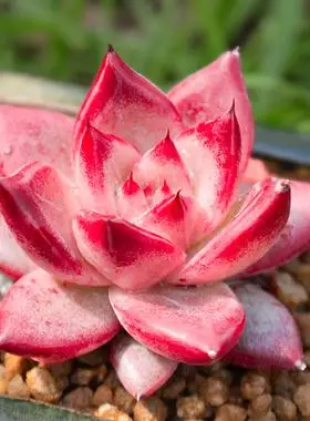 罗卡乌木冬云系稀有品种多肉植物