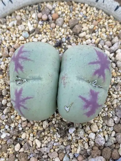 极品肉锥桃割娘