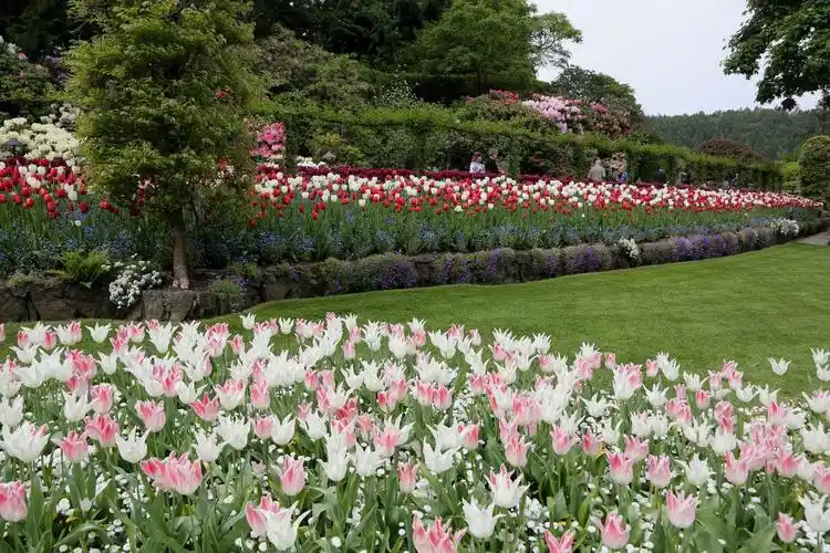 【北美行01】矿山采空区上诞生的美丽花园——布查特花园