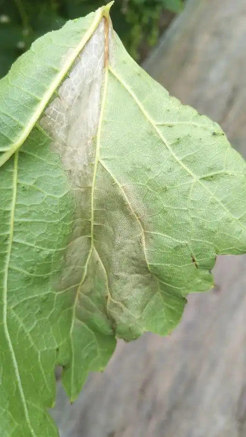 保护地葡萄灰霉病与蚧壳虫病防治