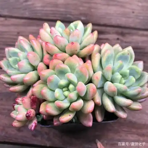这些自带香味的多肉,大神都不知道有几种