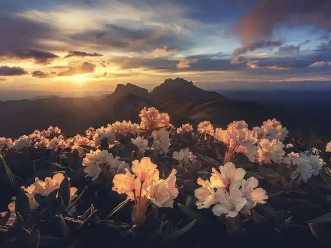 杜鹃花,山,日出,早晨 iphone 壁纸