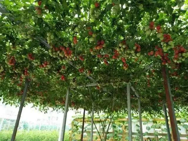 丽水有位农业"科技达人" 引领全国20万农民"空中种菜"