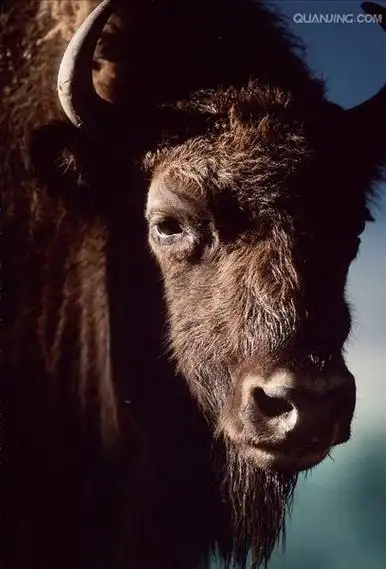 欧洲野牛(aurochs)