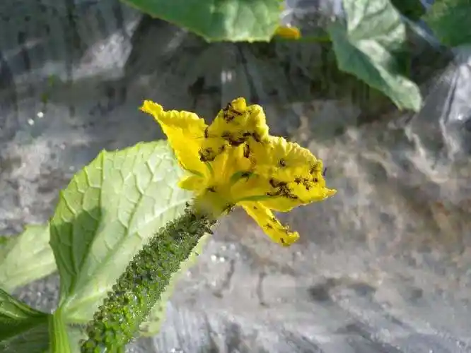 p>西花蓟马是 a target="_blank" href="/item/蓟马科/5024037" data