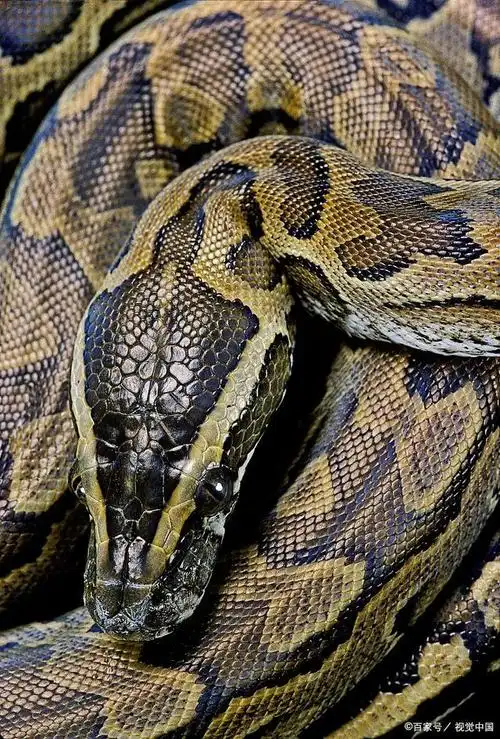 荒无人烟的小岛,惊现史前巨蟒,众人刚开始不以为然,没想到,危险正在一