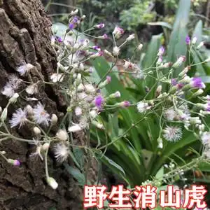 野生花虾