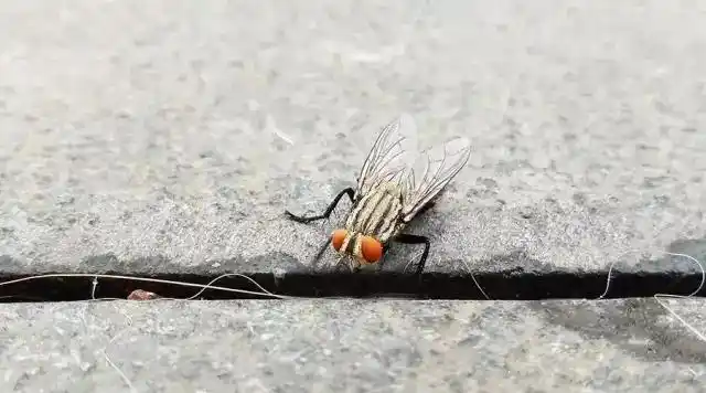 水平拍摄趴在地面的麻蝇