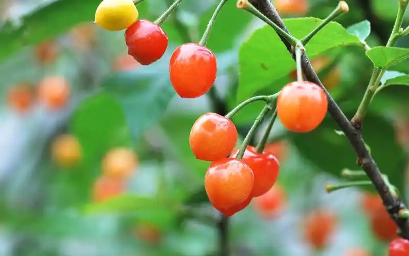 未成熟的樱桃清新电脑壁纸高清大图预览1920x1200_植物壁纸下载_美桌