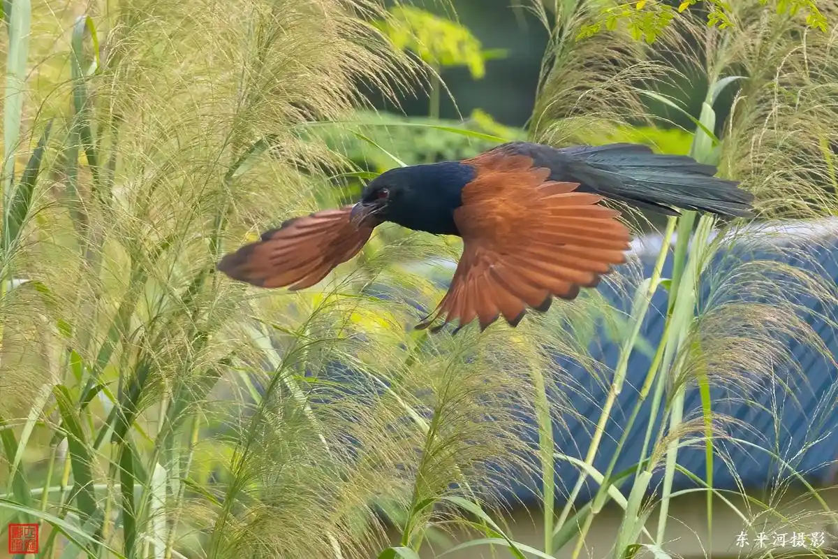 褐翅鸦鹃.#图文种草机 #野生鸟类摄影 #爱鸟护鸟      - 抖音