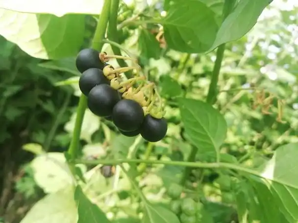 龙葵果多少钱一斤哪里有收购(龙葵果收购价多少钱一斤