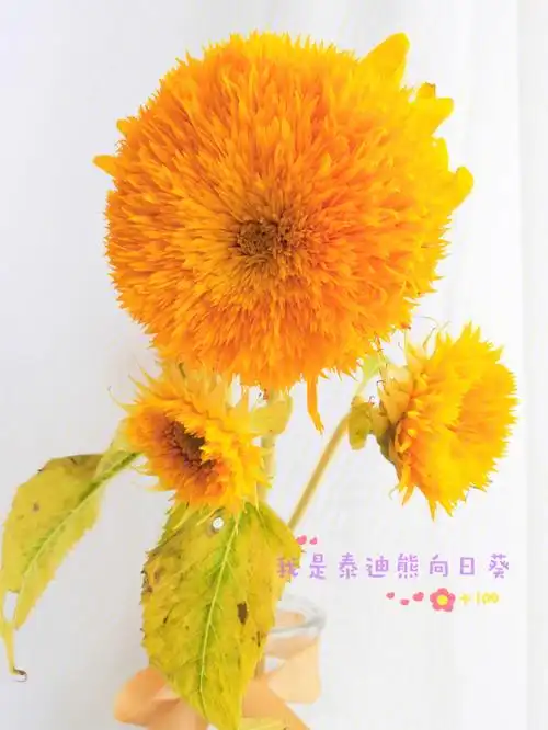 泰迪熊向日葵真是太可爱了,就是有虫子.