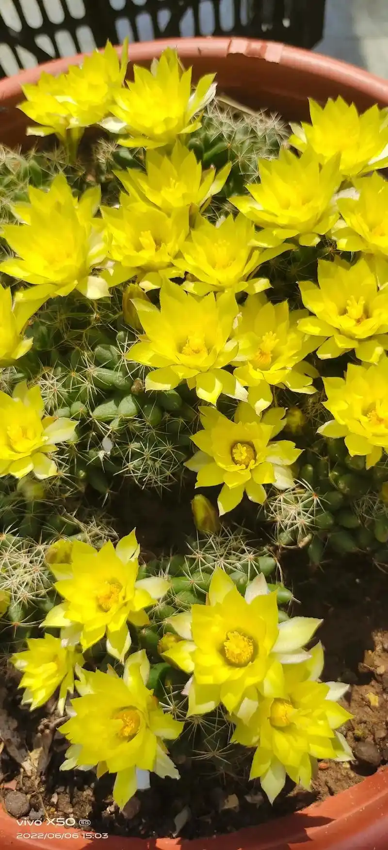 怒放的金星花 - 抖音