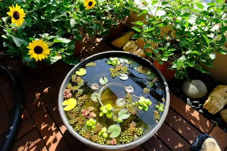 阳台的青鱂睡莲盆