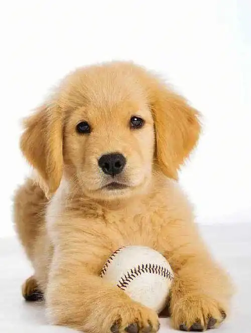 金毛犬幼小时的图片!就问你们可不可爱?