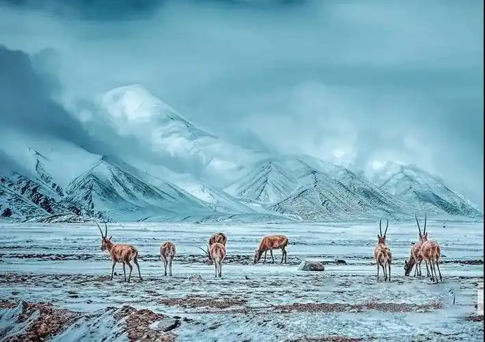 可可西里—房车7日游