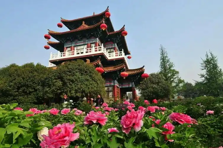 【洛阳牡丹节·梦回周洛地】洛阳国花牡丹园 倒盏民俗村 洛伊古城最美