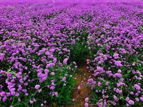 紫色的花海·马鞭草