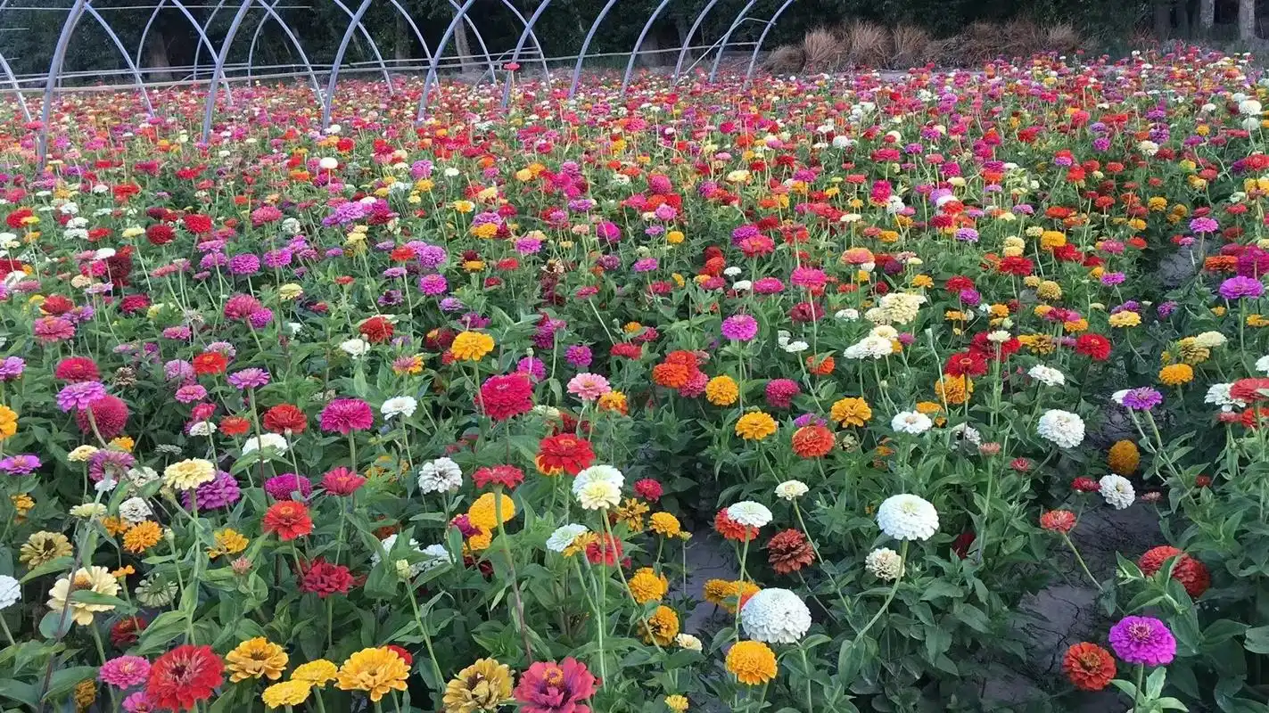 混色百日草种子,百日草播种下去两个月开花,花色多,颜色靓丽, - 抖音