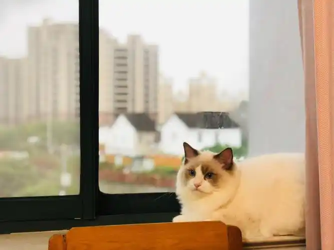 渴望自由的小猫咪