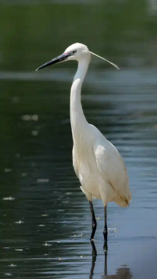 来昆山天福湿地识水鸟